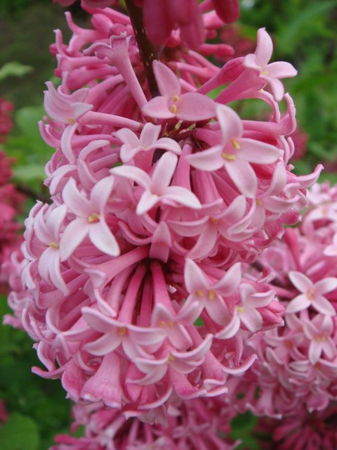 Syringa x praestoniae 'Miss Canada' fleur